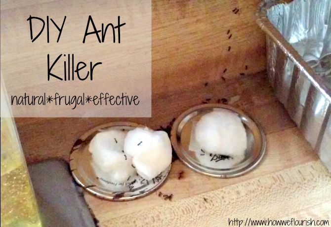 Homemade Ant Killer | How We Flourish