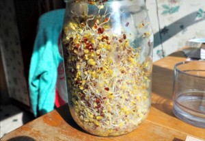 Growing Broccoli Sprouts at Home