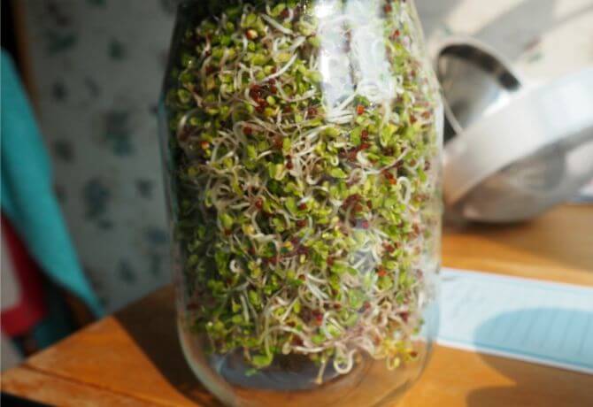 Growing Broccoli Sprouts at Home