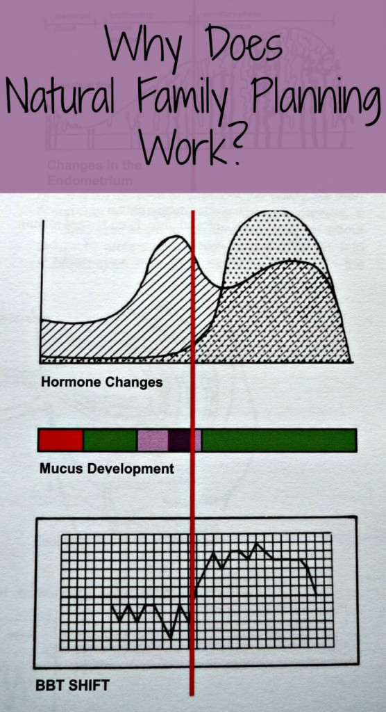 Why Natural Family Planning Works How We Flourish