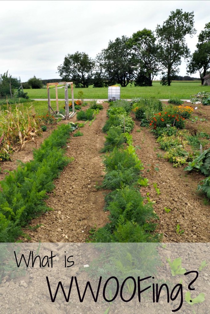 What is WWOOFing? How We Flourish